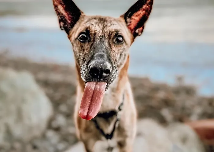 Sommerwind Apartamento *